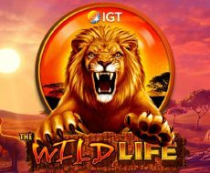 Play Wild Life Free Slot Game Wild Life